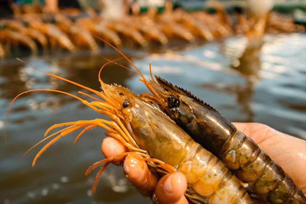 Aquagold (Ecuador) ký thỏa thuận cung cấp tôm với các đối tác Trung Quốc