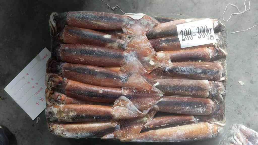 Argentina khởi động vụ khai thác mực Illex năm 2025