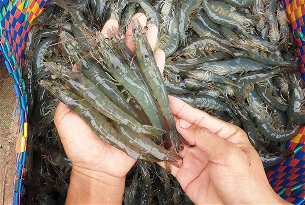 Boosting shrimp exports for continued growth in 2025