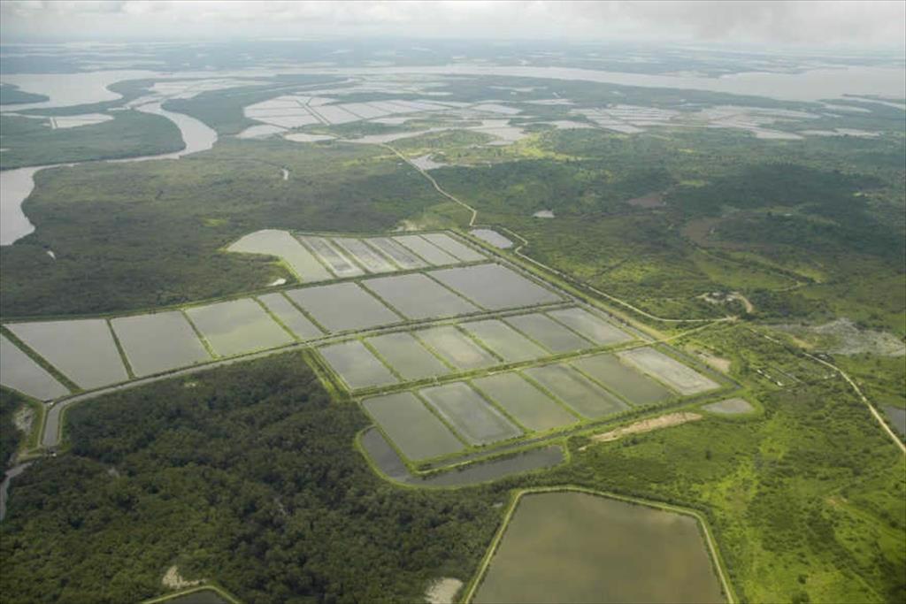 Nhiều thách thức cho xuất khẩu tôm của Ecuador năm 2025  