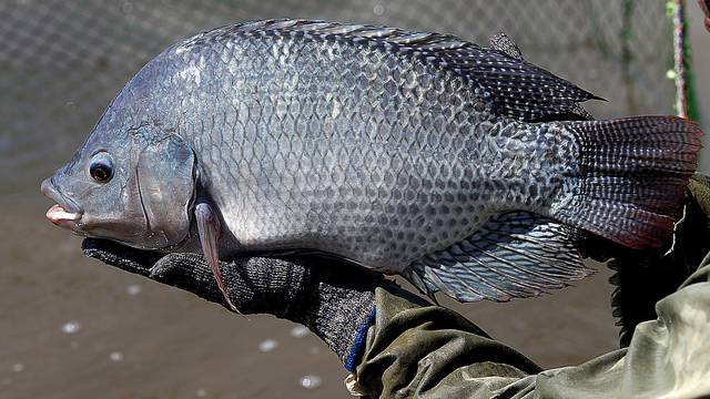 Kiểm soát dịch bệnh do virus trên cá rô phi