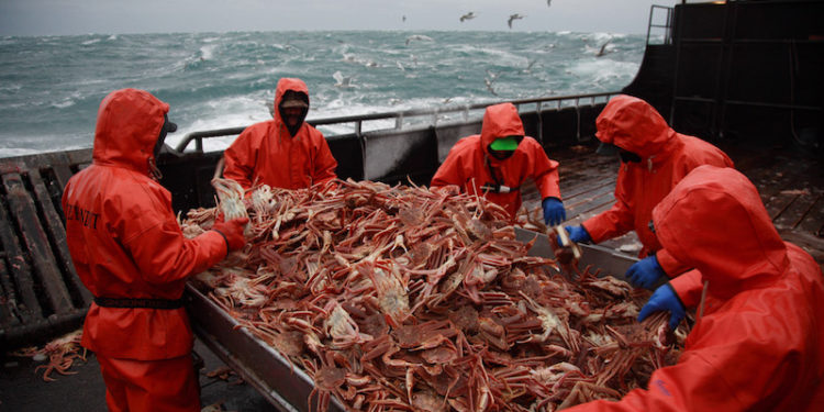 Nga lên kế hoạch đấu giá hạn ngạch cua tại vùng phía Bắc và Viễn Đông 