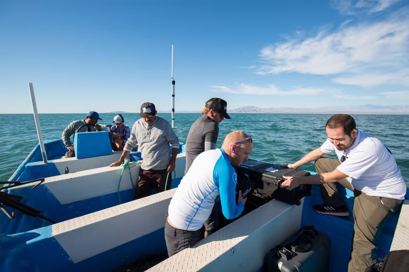 Mexico hoàn thành mục tiêu bảo vệ cá vaquita và cá totoaba đang có nguy cơ tuyệt chủng