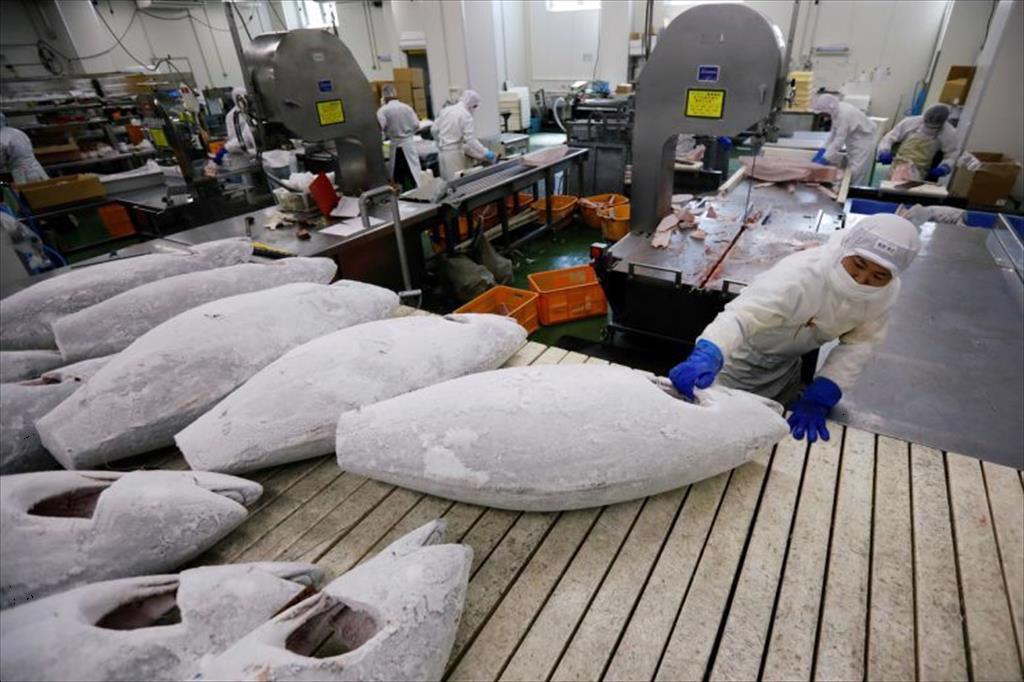 Xuất khẩu cá ngừ cần động lực để tăng tốc trong năm 2025