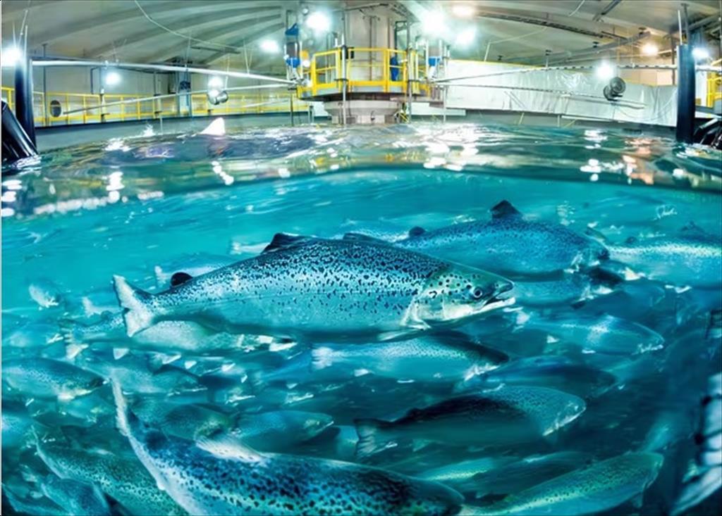 Đầu tư vào nuôi trồng thủy sản thách thức và cơ hội năm 2024