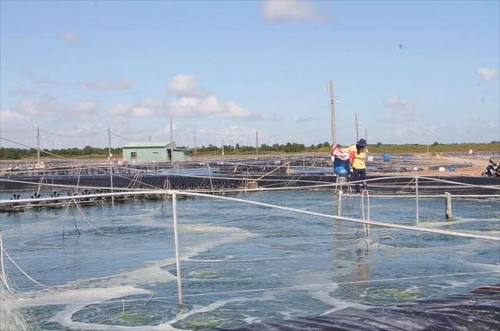 Bac Lieu aims for 1.2 billion USD in shrimp exports in 2025