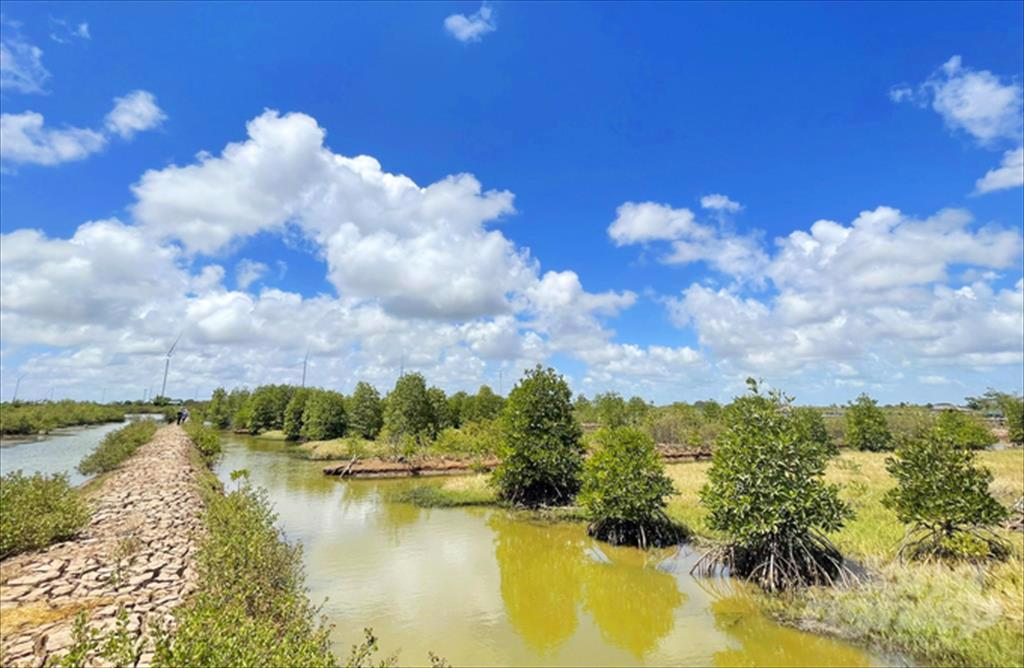 Phục hồi rừng ngập mặn kết hợp nuôi trồng thủy sản