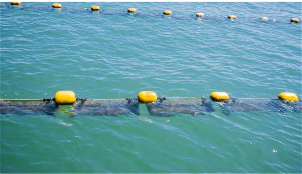 Người nuôi biển Vân Đồn làm lớn, xây chuỗi liên kết rong - hàu 5 sao