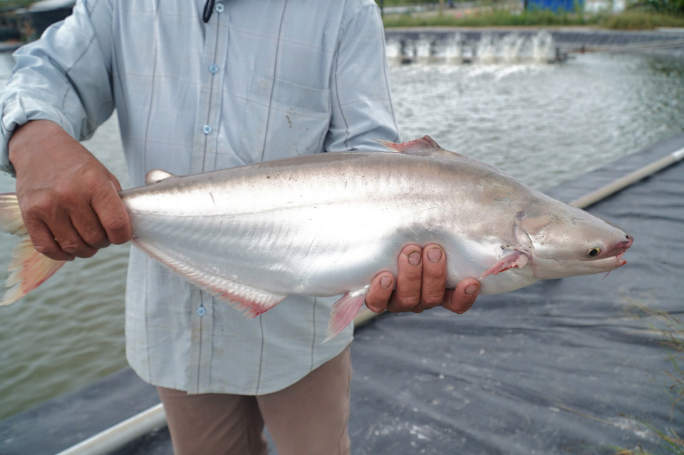 Nuôi cá đặc sản thu tiền tỷ mỗi năm