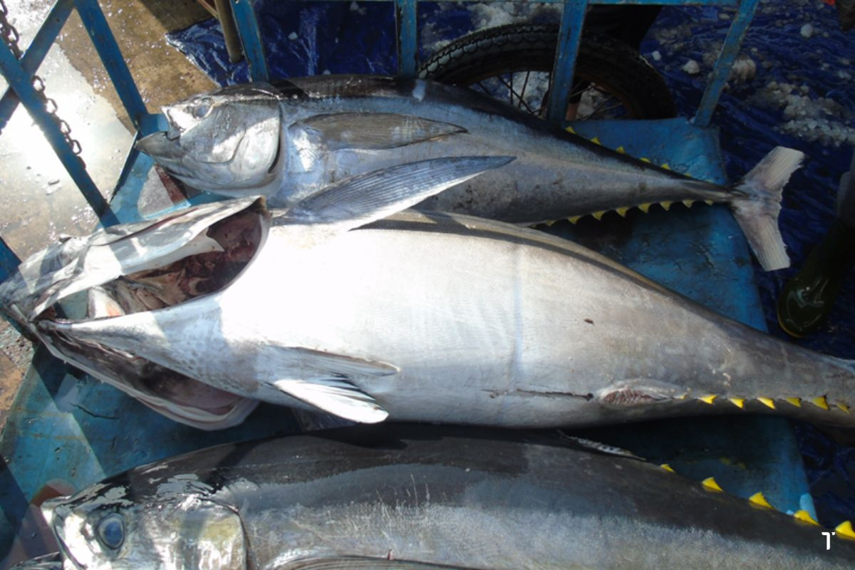 Bình Định Sản lượng thủy sản năm 2024 tăng 2,7% (tăng 7.647,7 tấn) so với năm 2023