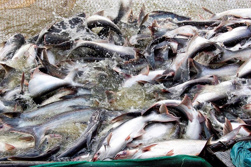 What will drive Vietnams pangasius exports in 2025