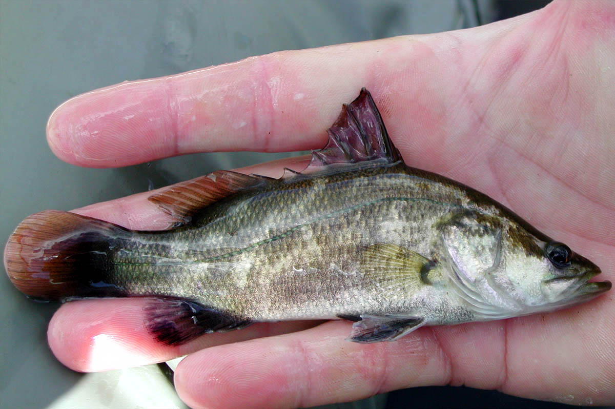 Nuôi cá chẽm Lợi nhuận cao nhờ giá bán ổn định