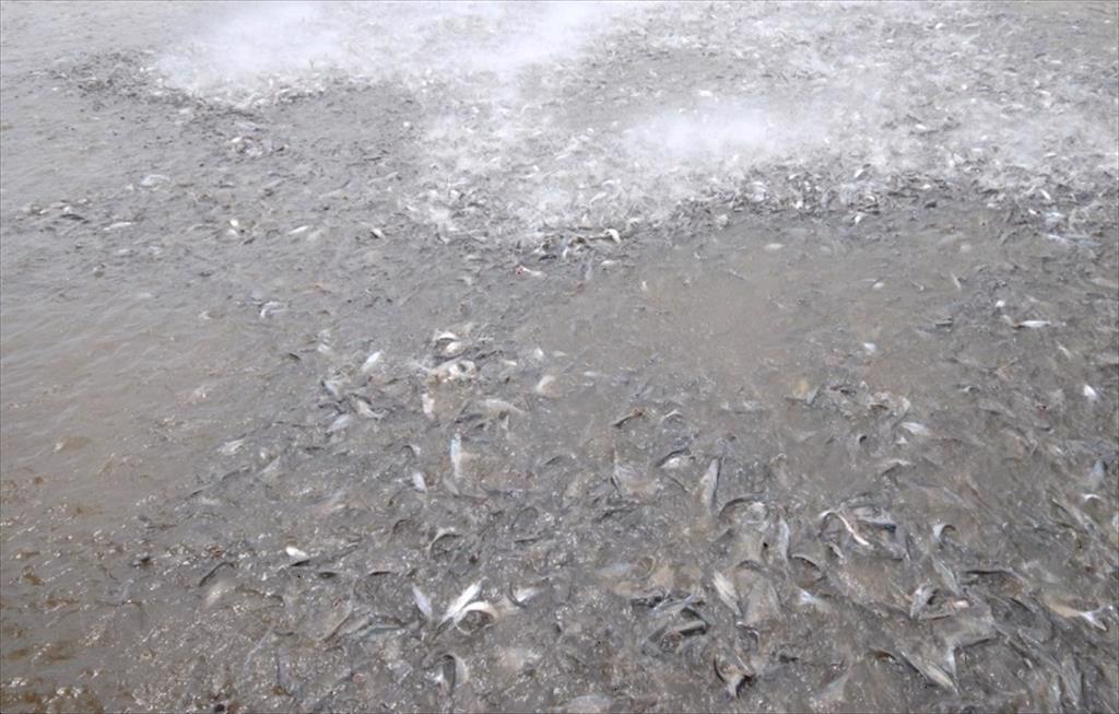 Giá cá tra tại Việt Nam tăng mạnh đầu năm 2025 do nguồn cung hạn chế