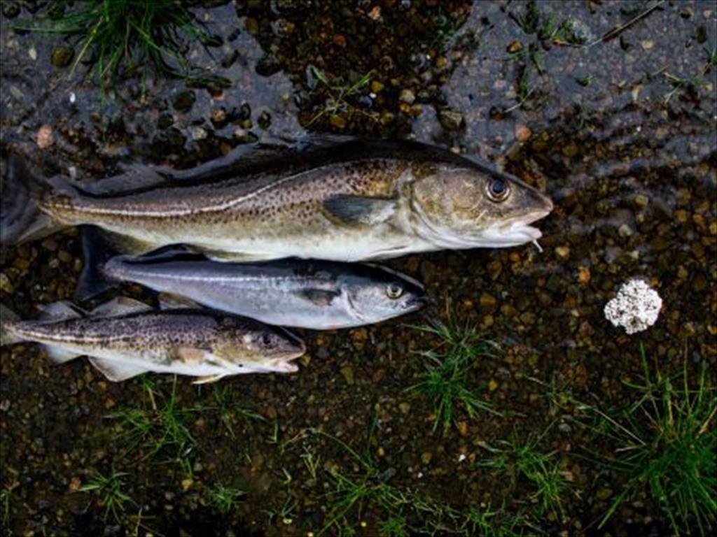 Iceland Giá cá thịt trắng tăng trong tuần 32025