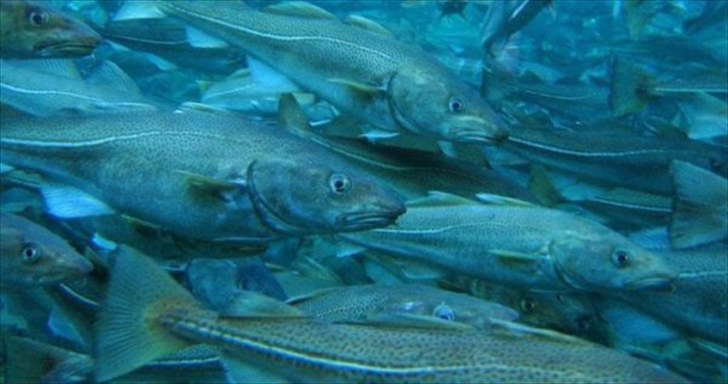 Na Uy Giá cá tuyết cod tăng trở lại trong tuần thứ 32025