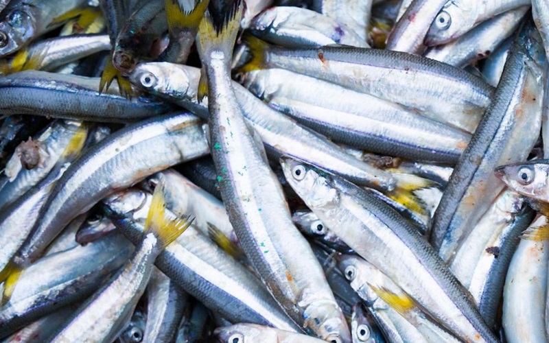 Sản lượng cá cơm của Peru tăng, giúp bù đắp tình trạng thiếu bột cá toàn cầu  
