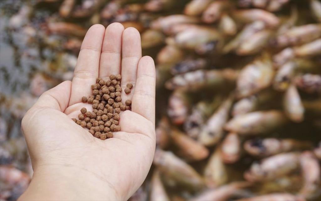 Canada Thương mại thức ăn thủy sản lo ngại vì tranh chấp thuế quan