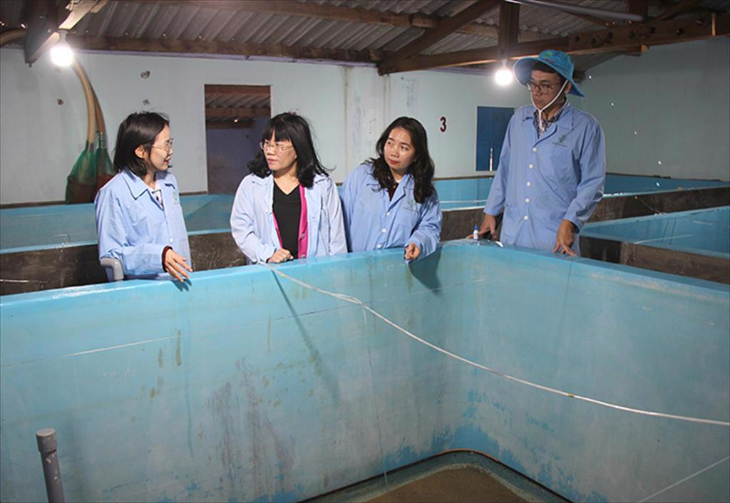 Phú Yên Tiếp tục đầu tư công nghệ, phát triển ngành Thủy sản theo hướng bền vững