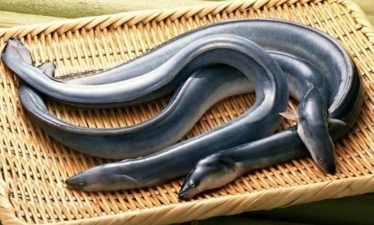 Người tiêu dùng Nhật Bản ngày càng quan tâm đến cá chình nuôi