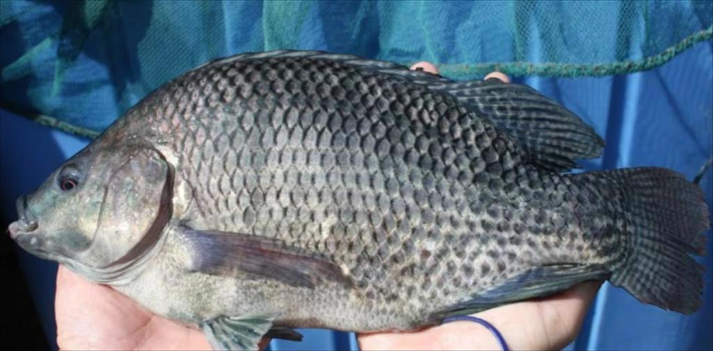 Ngành cá rô phi Brazil sẵn sàng chiếm lĩnh thị trường Mỹ năm 2025