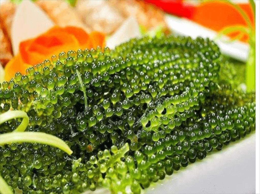 Thị trường và tiềm năng thương mại rong biển