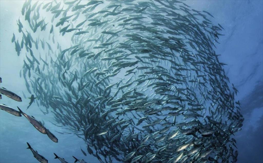 Đáp ứng yêu cầu của người tiêu dùng và nhà bán lẻ Mỹ về thủy sản bền vững