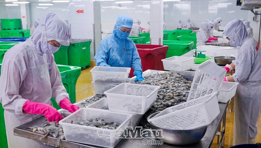 Cà Mau Doanh nghiệp kỳ vọng trong năm mới