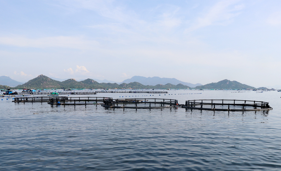 Khánh Hòa phát triển nuôi biển công nghệ cao để xuất khẩu thủy sản đạt tỷ USD