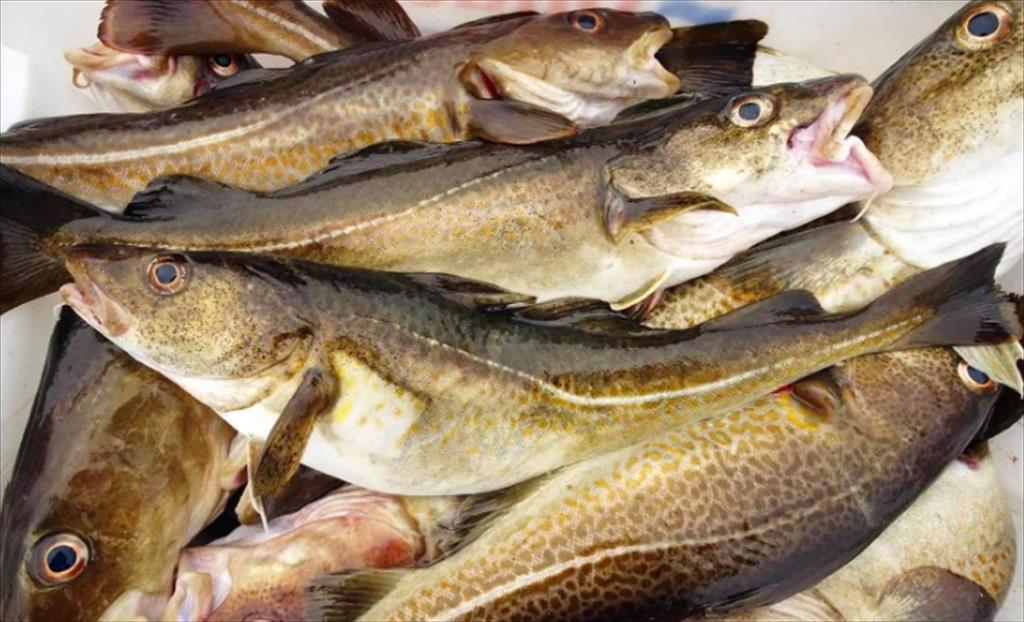 Nhu cầu và giá cá tuyết Thái Bình Dương có thể đạt đỉnh