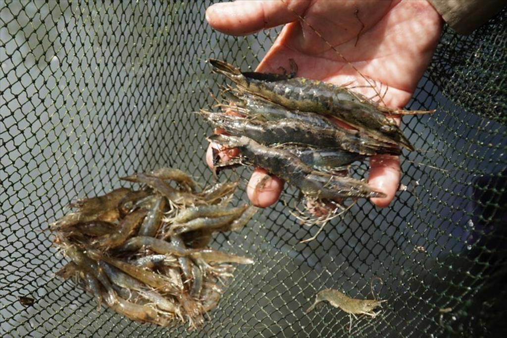 Giá tôm tại một số nước sản xuất chính trên thế giới tuần giữa tháng 22025