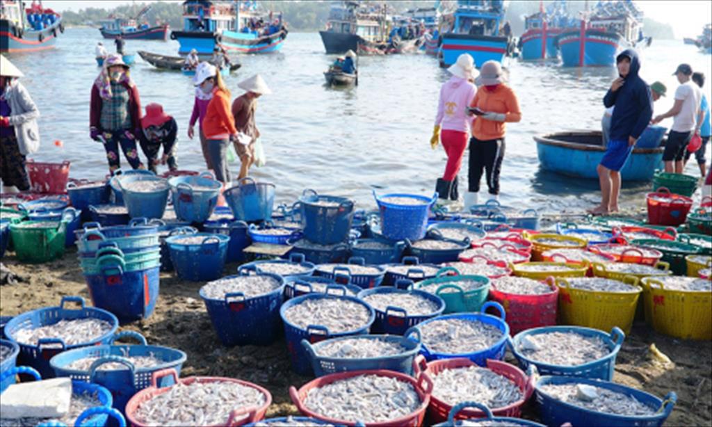 Quảng Ngãi Ngư dân trúng đậm lộc biển” trong chuyến vươn khơi đầu Xuân