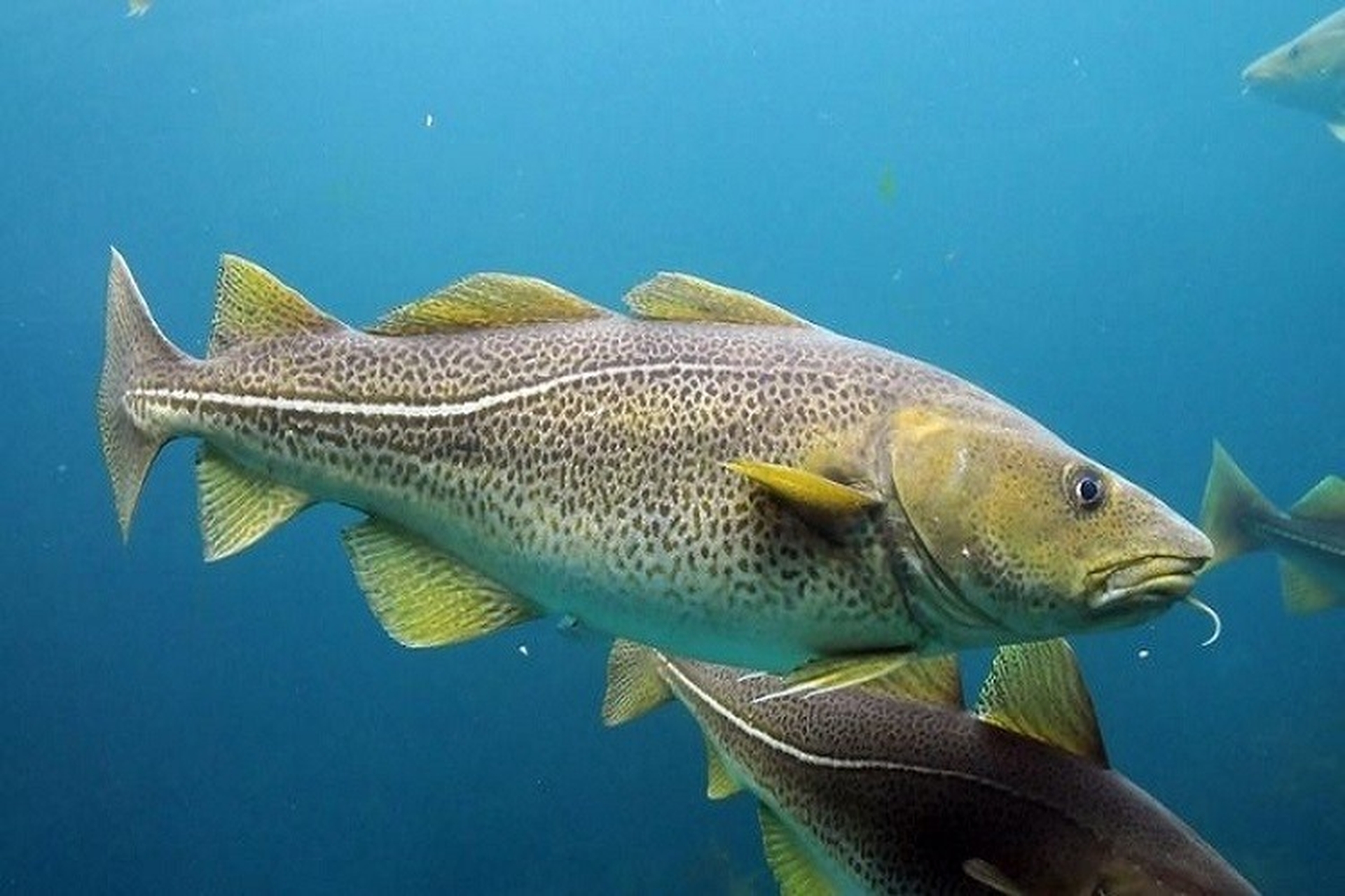 Thị trường cá tuyết Thắt chặt nguồn cung, giá tiếp tục tăng