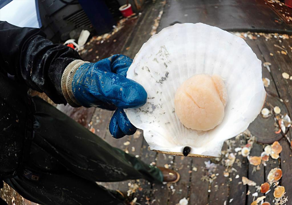 Sản lượng sò điệp của Hoa Kỳ tiếp tục giảm khi vụ khai thác còn 7 tuần 