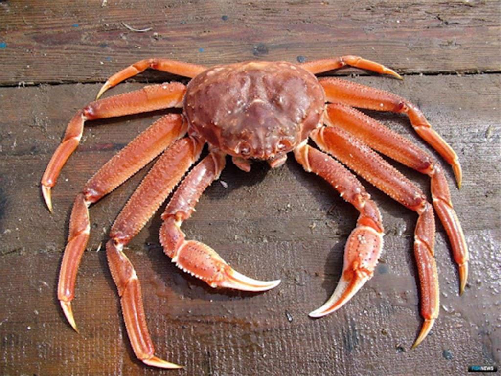 Giá cua tuyết đông lạnh tại Mỹ tăng cao khi nguồn cung thấp kỷ lục