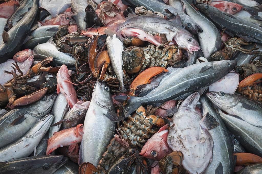 Canada Ngành thủy sản họp bàn phương án ứng phó thuế quan tại Mỹ