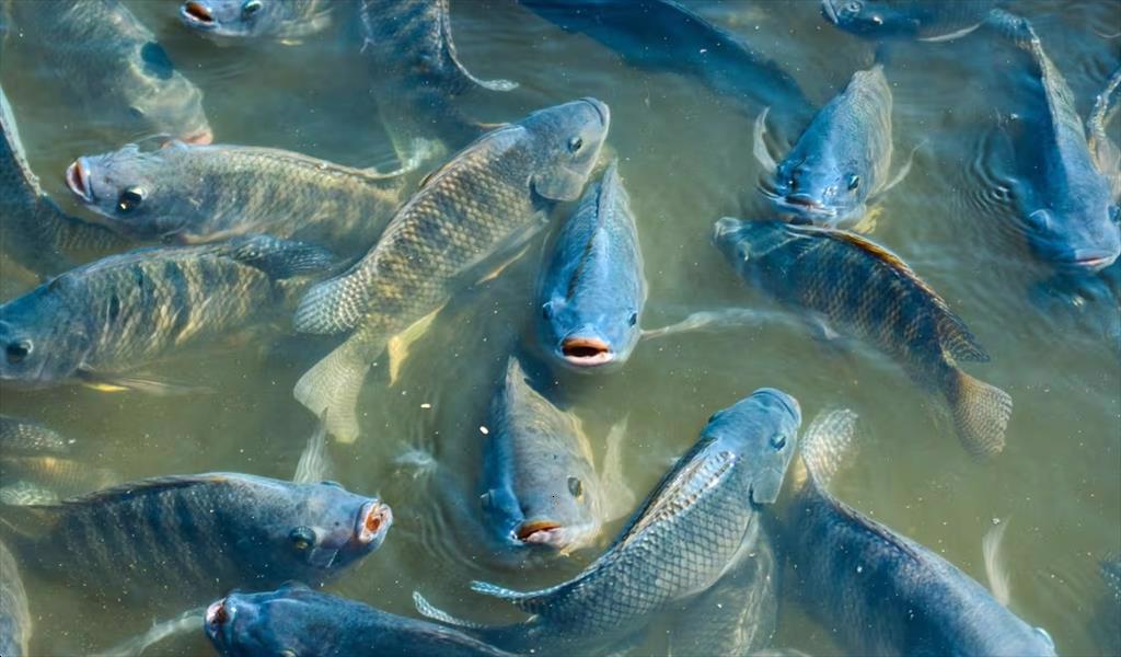 Nuôi cá rô phi hỗn hợp Một giải pháp thay thế đầy hứa hẹn cho sản xuất tiêu chuẩn
