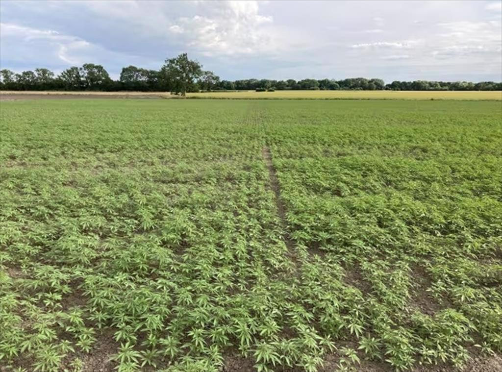 Sản xuất thức ăn thủy sản từ cây gai dầu