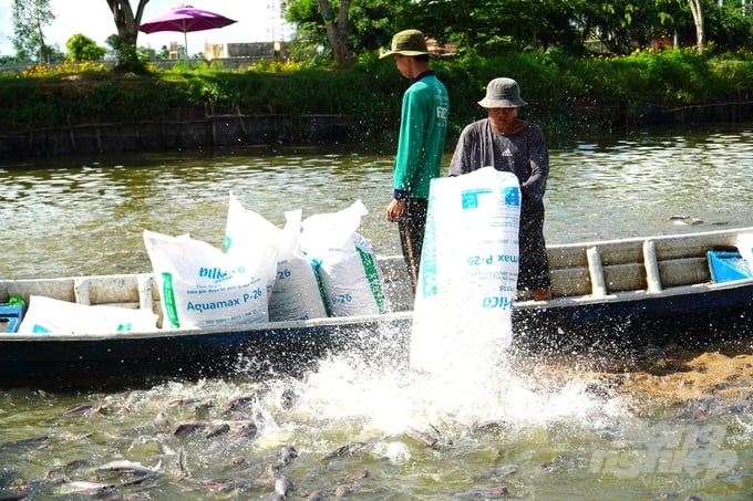 Vinh Long Province Industrial pangasius production in 2024 decreases by 4%
