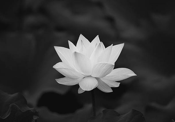 TIN BUỒN Ông NGUYỄN HỒNG CẨN, nguyên Thứ trưởng Bộ Thủy Sản, nguyên Trưởng ban Trù bị thành lập Hiệp hội VASEP từ trần