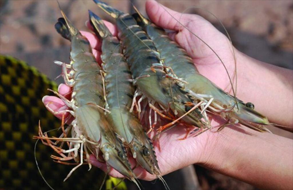 Ben Tre Province poised to achieve 4,000-hectare target for high-tech shrimp farming development