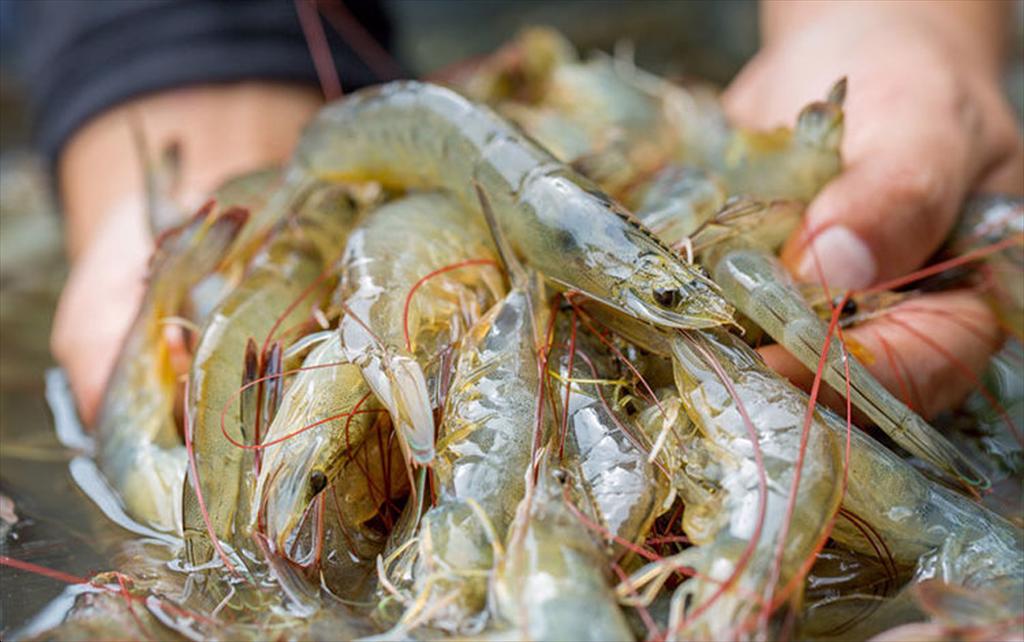 Ca Mau implements multifaceted solutions for shrimp farming development