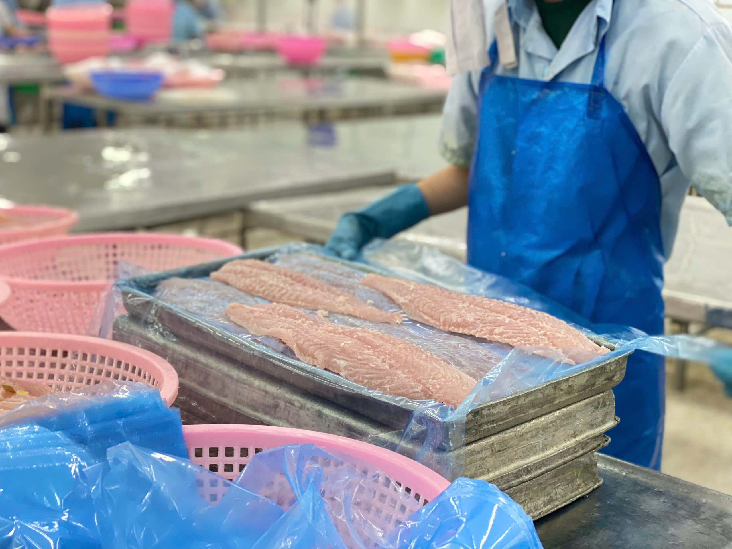 Infographic Xuất khẩu cá tra Việt Nam tháng 12025