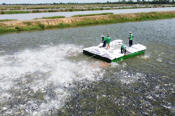 Đồng Tháp Phấn đấu 100% cơ sở nuôi cá tra được số hóa mã nhận diện