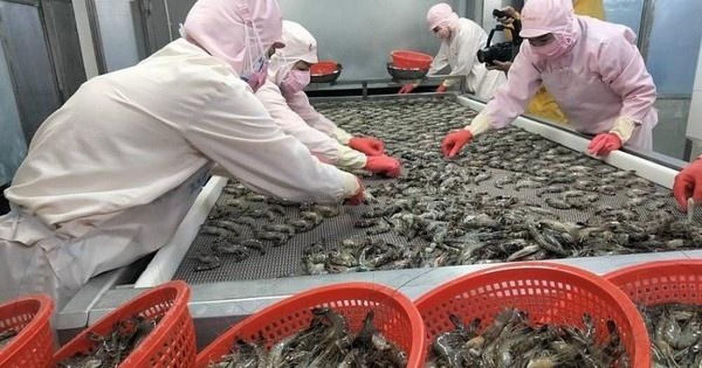 Infographic Xuất khẩu tôm Việt Nam, T12025