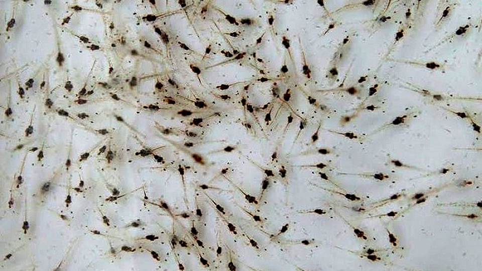 Thực trạng và giải pháp sản xuất tôm giống ở Việt Nam Đẩy mạnh ứng dụng khoa học công nghệ để nâng cao chất lượng và hiệu quả