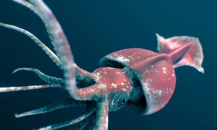 Peru thắt chặt quy định đánh bắt mực khổng lồ, hướng tới đạt chứng nhận MSC 