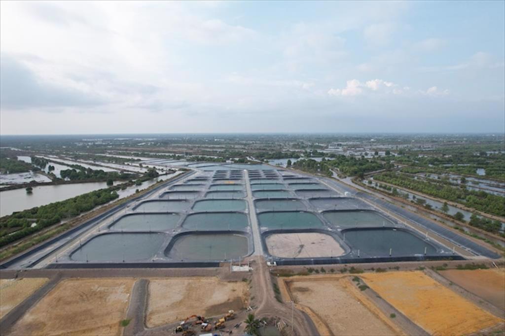 ‘Vực dậy’ ngành tôm gợi ý từ mô hình công nghệ cao ở Bạc Liêu