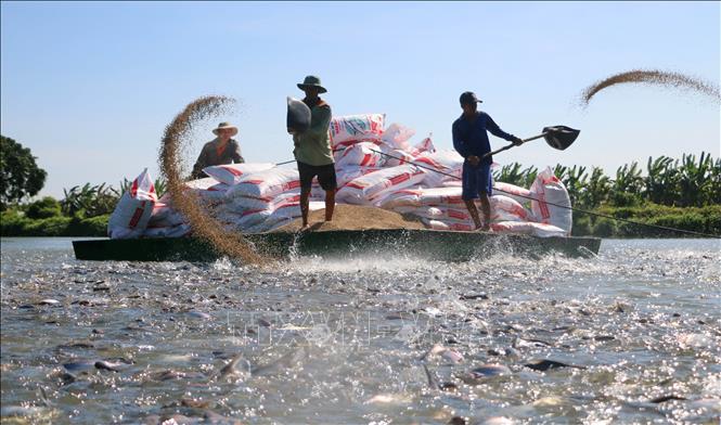 January 2025 Pangasius output estimated to reach 102,500 tons, marking a 6% increase