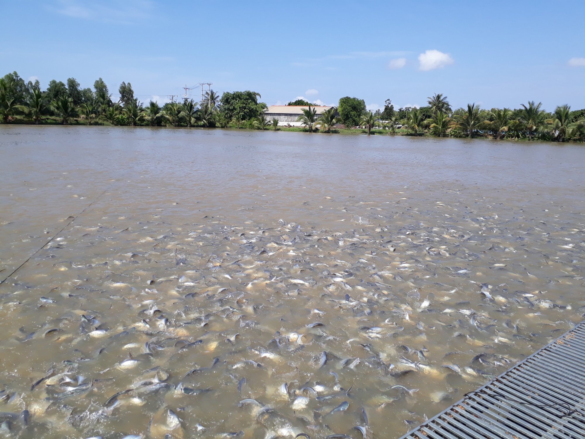 Cần Thơ Tập trung rà soát, khắc phục hạn chế trong nuôi cá tra