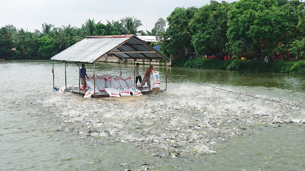 Biến đổi khí hậu và những ảnh hưởng đối với ngành cá tra Việt Nam 